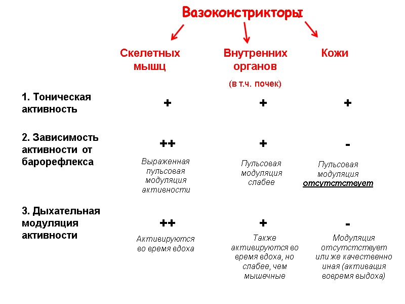 Вазоконстрикторы Скелетных мышц Внутренних органов (в т.ч. почек) Кожи Выраженная пульсовая модуляция активности Пульсовая